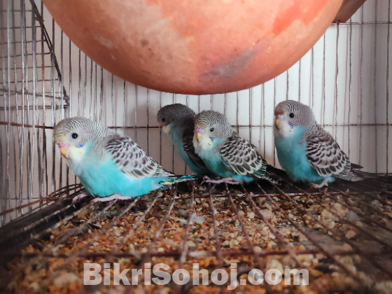 Budgerigar Bird / Bazigar